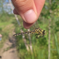Onychogomphus forcipatus