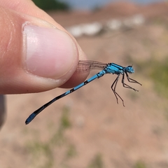 Enallagma cyathigerum