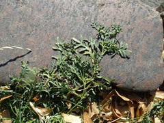 Lepidium coronopus