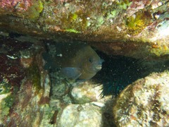 Plectroglyphidodon obreptus