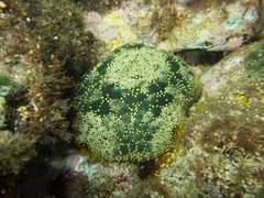 Culcita novaeguineae