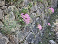 Centranthus angustifolius