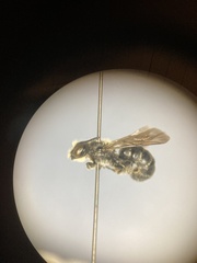 Chelostoma rapunculi