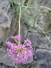 Centranthus angustifolius