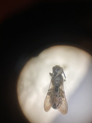 Chelostoma rapunculi