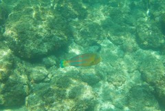 Thalassoma trilobatum