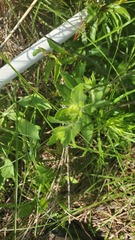 Grindelia adenodonta