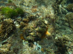 Tridacna noae