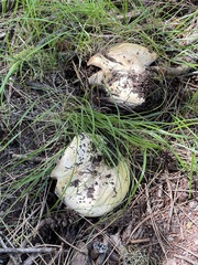 Agaricus moronii