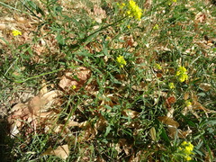 Diplotaxis tenuifolia