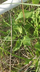 Grindelia adenodonta