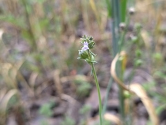 Linaria arvensis