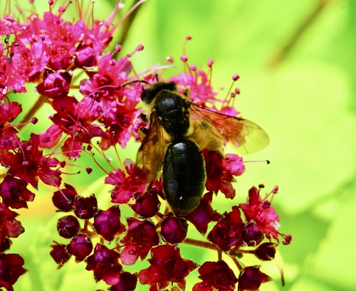 Hawthorn Mining Bee photo 5