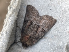 Mesoligia literosa