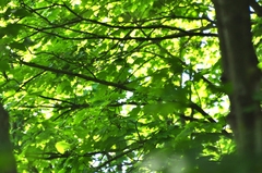 Phylloscopus sibilatrix