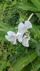 Hedychium coronarium image