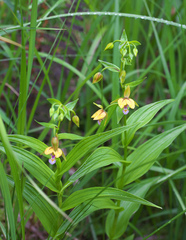 Epipactis thunbergii