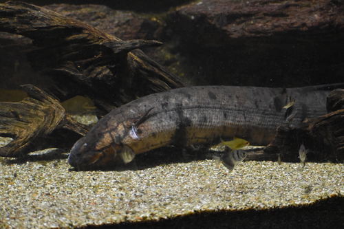 South American lungfish