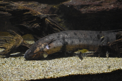 South American Lungfish photo 3