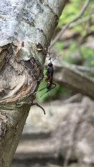 Wroughtonia spinator