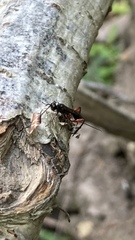 Wroughtonia spinator