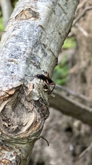 Wroughtonia spinator