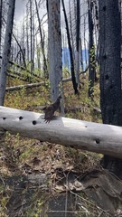 Dendragapus fuliginosus