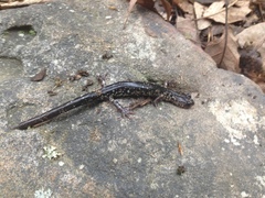 Plethodon punctatus