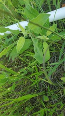Physalis mollis