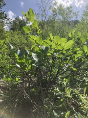 Rhamnus alpina