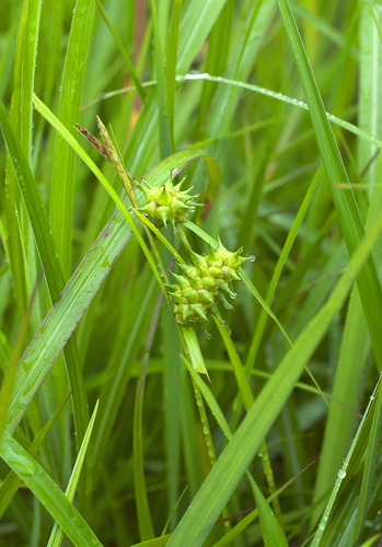 Carex dickinsii iNat (1)