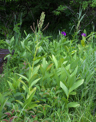 Veratrum stamineum micranthum