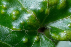 Puccinia asarina