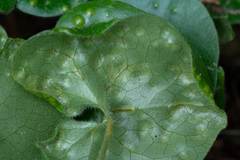 Puccinia asarina
