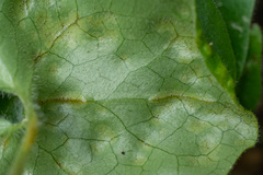 Puccinia asarina
