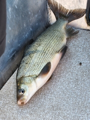 Coregonus clupeaformis