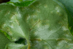 Puccinia asarina