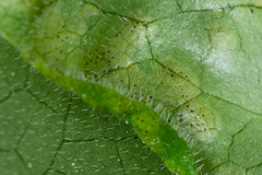 Puccinia asarina