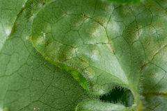 Puccinia asarina