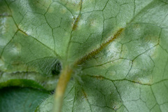 Puccinia asarina