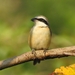 Brown Shrike - Photo (c) Afsar Nayakkan, some rights reserved (CC BY), uploaded by Afsar Nayakkan