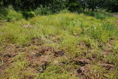 Ranunculus ophioglossifolius