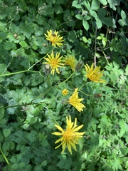 Crepis paludosa
