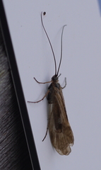 Rhadicoleptus alpestris