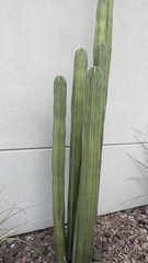 Lophocereus