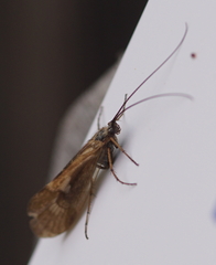 Rhadicoleptus alpestris