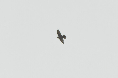 Lesser Antillean Swift (Chaetura martinica), photo 7