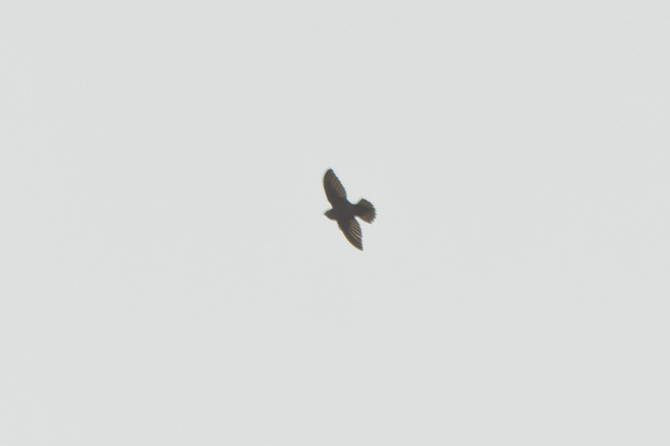 Lesser Antillean Swift (Chaetura martinica), photo 7