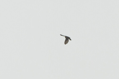 Lesser Antillean Swift (Chaetura martinica), photo 10