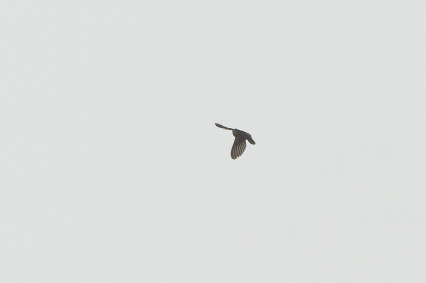 Lesser Antillean Swift (Chaetura martinica), photo 8